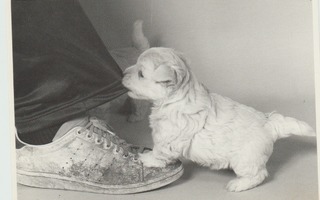 Stephe Bruin : Koiranpentu housunlahkeessa , Playful pu  (R)