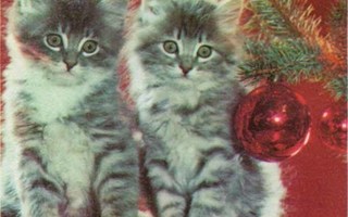 KISSA / Ihanat kissanpennut ja kultapallot jouluna.