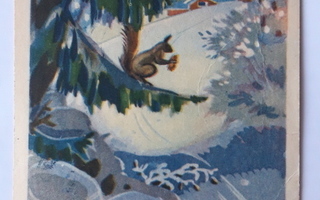 Vanha Talvimaisema kortti, U. Maasio, orava kuusenoksalla