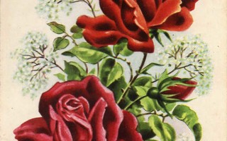 RUUSU / Upeat suuret punaiset ruusut. 1940-l.
