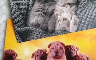 Kissa ja koira postikortit 2kpl