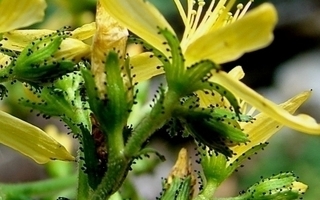 Karvakuisma (Hypericum hirsutum), siemeniä 200 kpl
