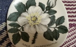 Arabia,Esteri Tomula, Botanica, Valkoinen ruusu