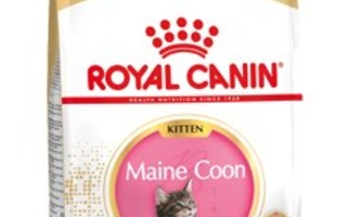 Royal Canin Maine Coon Kitten kissan kuivaruoka 