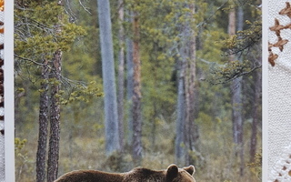 Karhu - metsä