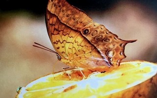 Tanzanialainen perhonen Postikortti