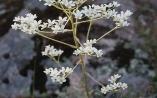 Isorikko (Saxifraga hostii), siemeniä 50 kpl