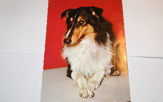 Lassie -postikortti vuodelta 1963