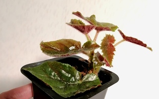 Begonia taimi