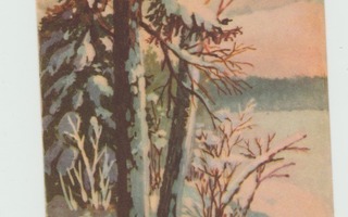 ** E.Kojine : Talvimaisema - lumiset puut (R)