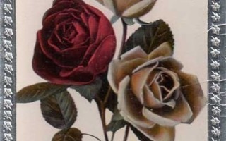 RUUSU / Valkeat ruusut ja tulipunainen ruusu. 1920-l.