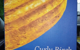 Curly birch -  Visakoivu ( SIS POSTIKULU)