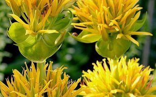 Keltakatkero (Gentiana lutea), siemeniä 50 kpl