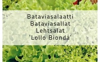 Bataviasalaatti "LOLLO BIONDA" siemenet
