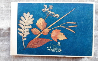 Vanha kasvi kortti, Kuvatukku, kukkasarja kortti 1/-43