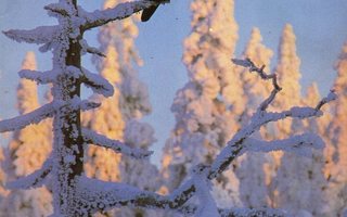 Pellervo n:o 3 1986 Tahko Pihkala. Karja kasvaa lumen ja pak