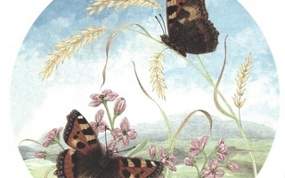 Posliinisiirtokuva Perhoset