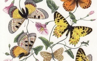 Paul Gervais: Perhoset ja yöperhoset (postikortti)