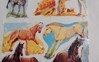Hevoset  kiiltokuvia