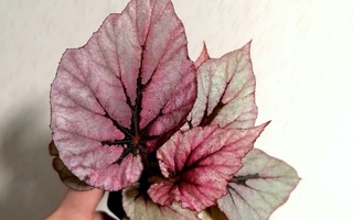 Pieni begonia ruukku