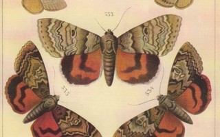 Yhdeksän perhosta (postikortti)