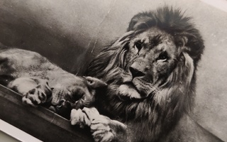 Vanha postikortti, leijonat