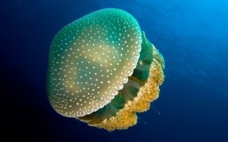 Iso meduusa#3007