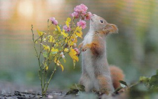 Orava ja kukka