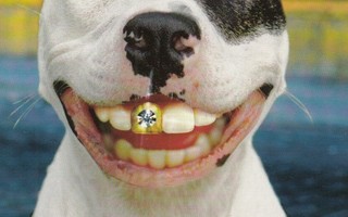 Koiralla säteilevä hymy