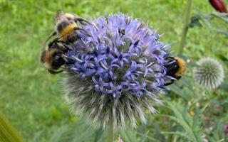 Sinipallo-ohdake (Echinops bannaticus), siemeniä 30 kpl