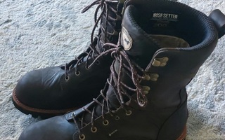 Irish Setter Red Wing