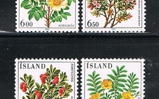 Islanti 1984 - Kukkia (4)  ++ kaksi eri julkaisua