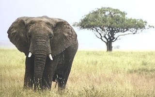 Elefantti Serengeti National Park Postikortti