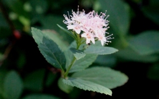 Isoruusuangervo (Spiraea fritschiana), siemeniä 100 kpl