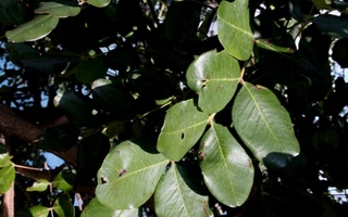Johanneksenleipäpuu (Ceratonia siliqua), siemeniä 20 kpl