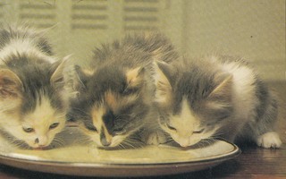 Kissa kolme  pentua maidolla p146