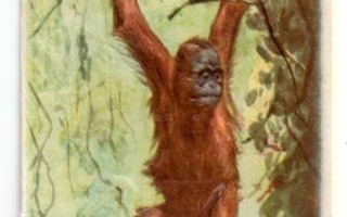 Sagokonst 10 / NELKKU: Orangi apina oksalla. 1940-50-l.