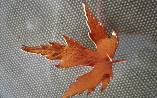 Vaahteran lehti rintaneula 5,5 x 5,4 cm , Kanada