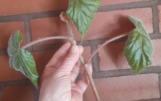Erfurtbegonia (Begonia x credneri) pistokas