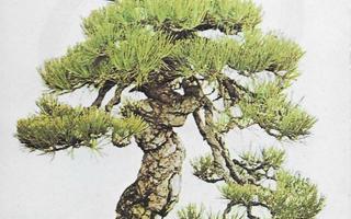 Kenji Murata : Bonsai