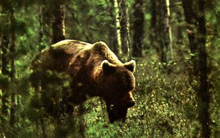 Karhu metsässä, käyttämätön