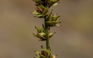Törrösara (Carex  muricata), siemeniä 50 kpl