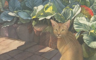 Matti Kota:  Kissa puutarhassa