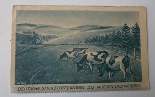 Lehmiä laitumella, mainospk, p. 1930