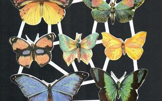 Ihastuttava ARKKI - Kauniit perhoset 1
