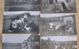 6xVANHA Valokuva Mäntsälä Lemola Lehmät 1932 Postikorttikoko