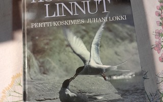 koskimies lokki suomen linnut