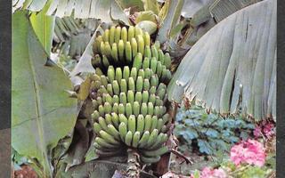 Banaanipuu - Teneriffa