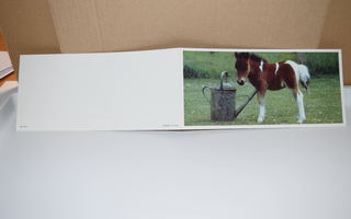 postikortti  (T)  Hevonen poni