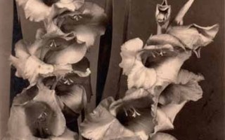 KUKKIA / Komean veistokselliset gladiolukset. 1940-l.